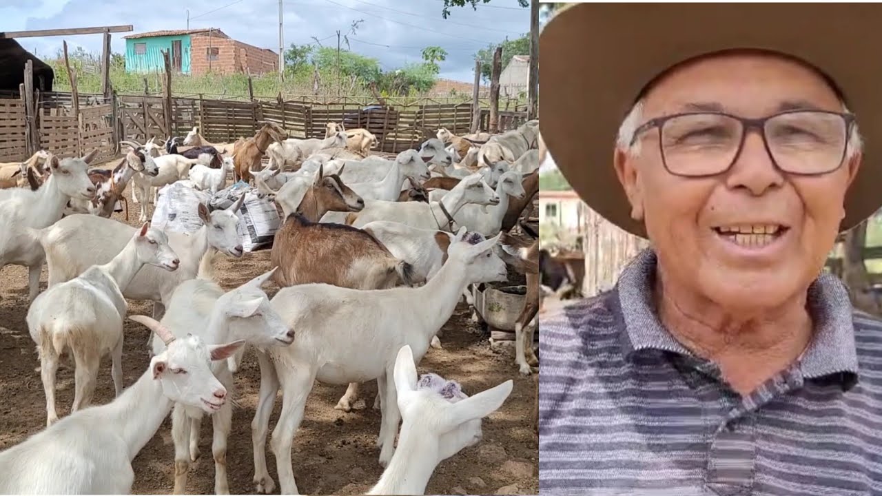 CABRAS LEITEIRA PRA VENDE EM SANHARO-PE VAVA DAS CABRAS ZAP (87) 99160-4523