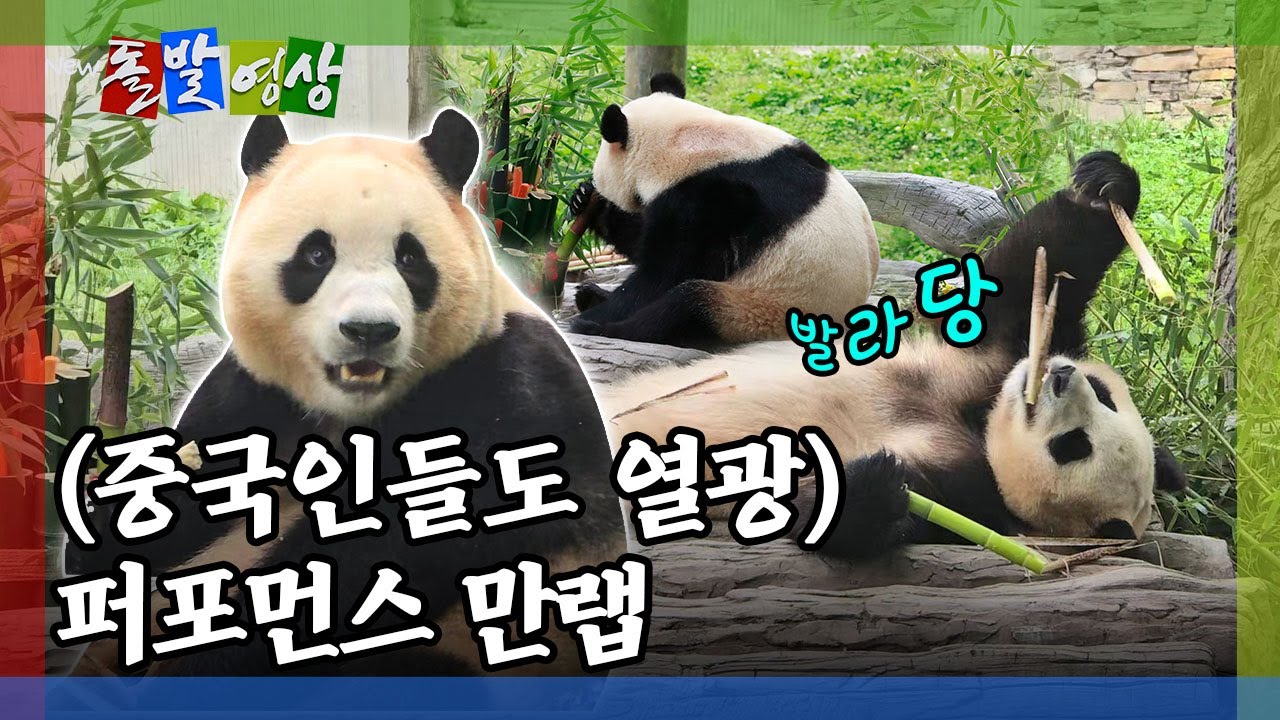 [돌발영상] 할부지, 푸덕이들! 보고 계신가요? (논란 의식한 중국) / YTN