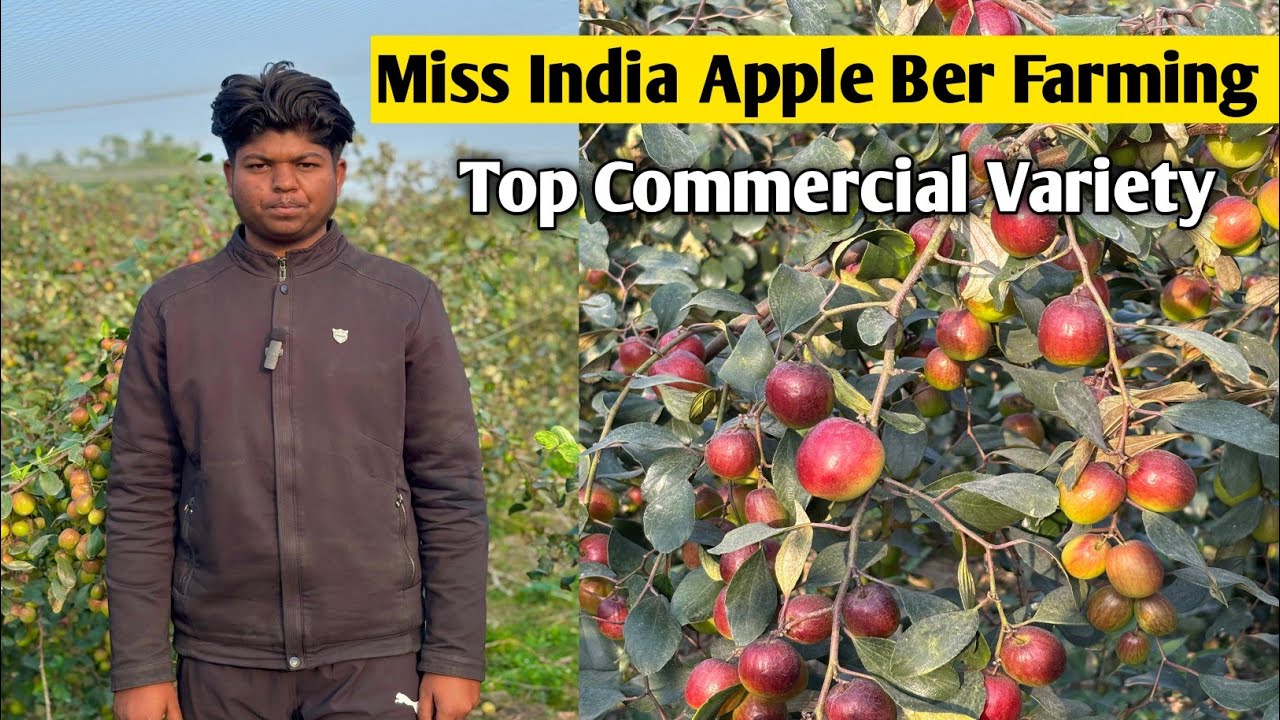 Miss India Apple Ber Farming || Top Commercial Variety successful in India