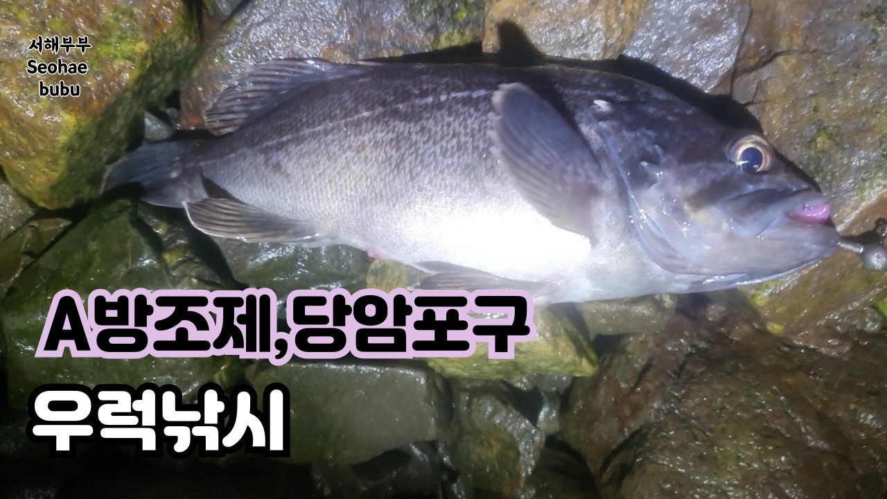 서산 A방조제, 당암포구 봄맞이 우럭낚시 손맛보고싶어 다녀왔습니다. 26년 3월 21일 서해부부( Seohae  bubu)