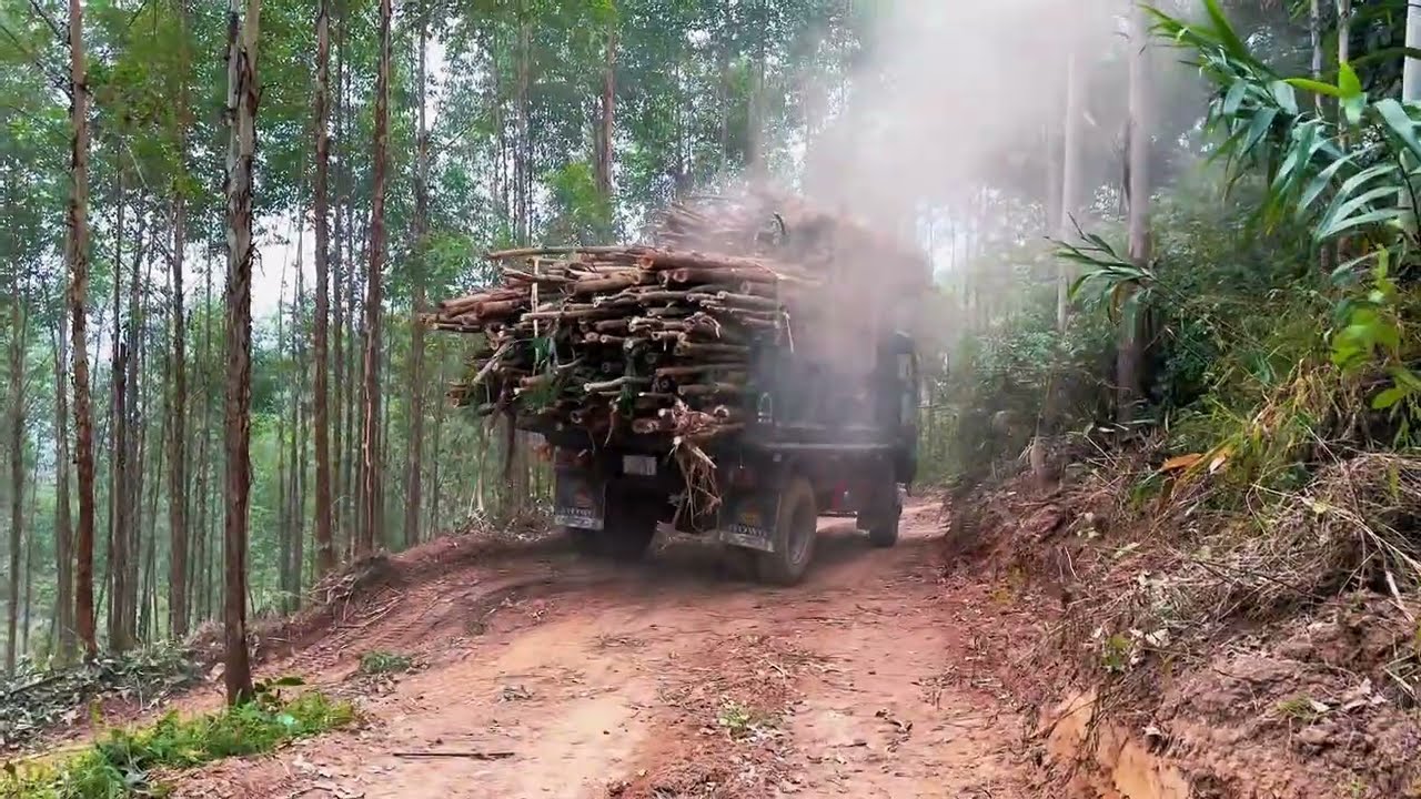 Oversized Wood Load Truck – Extreme Road Challenge!