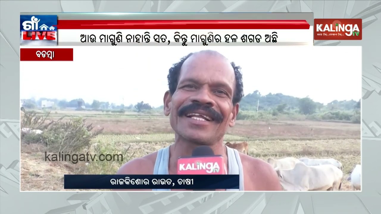 Cuttack Farmers Stick to Traditional Farming Methods Despite Availability of Modern Techniques