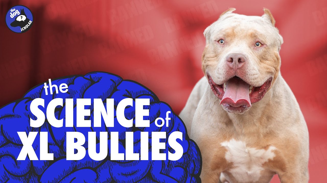 XL Bully Dogs Banned: What you need to know