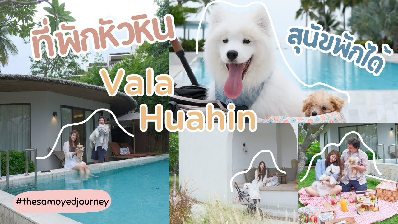 🐻‍❄️ซามอยด์พาเที่ยว EP.11 Vala Huahin ที่พักหัวหิน สุนัขพักได้สุด ห้องพัก Pool Villa (ซอนมุล&โชอา)