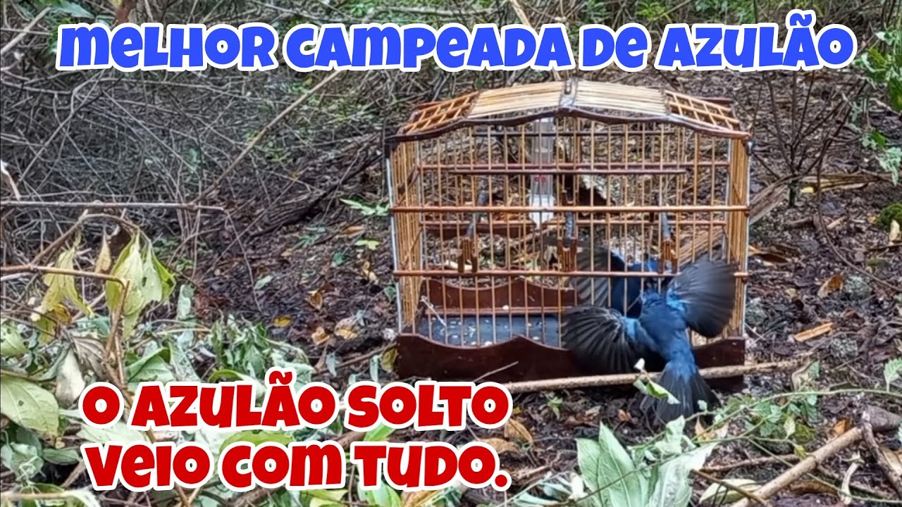 campeada de azulão. hoje o solto veio na gaiola e olha no que deu