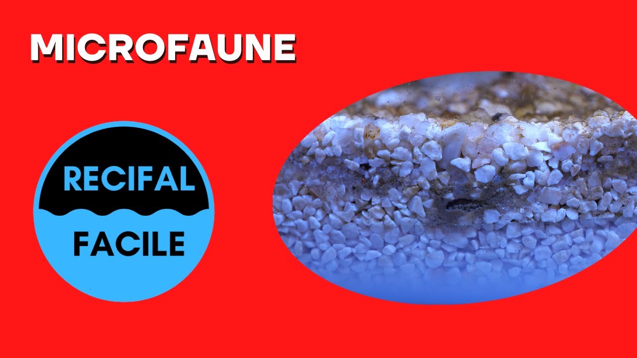Microfaune: essentielle pour la stabilit&eacute; du bac.