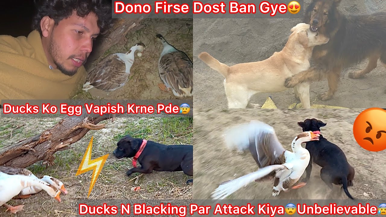 Ducks K Egg Vapish Krne Pde🥚Blacking Par Attack Kiya Lock Lag Gya Tha😰Sheru Or Jacky Firse Dost Bne🐶