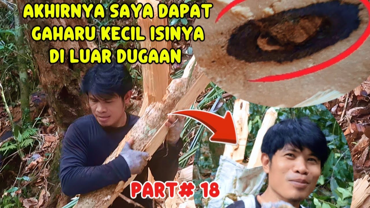 Part # 18 HAMPIR 2 BULAN AKHIRNYA SAYA DAPAT POHON GAHARU KECIL TAPI ISINYA DI LUAR DUGAAN 