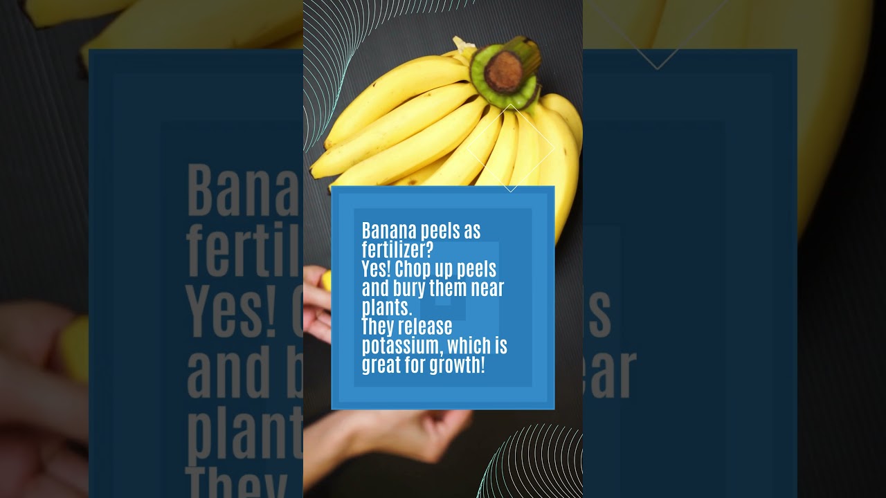 Banana Peels as Plant Superfood! #springscientific #farming #soilquality