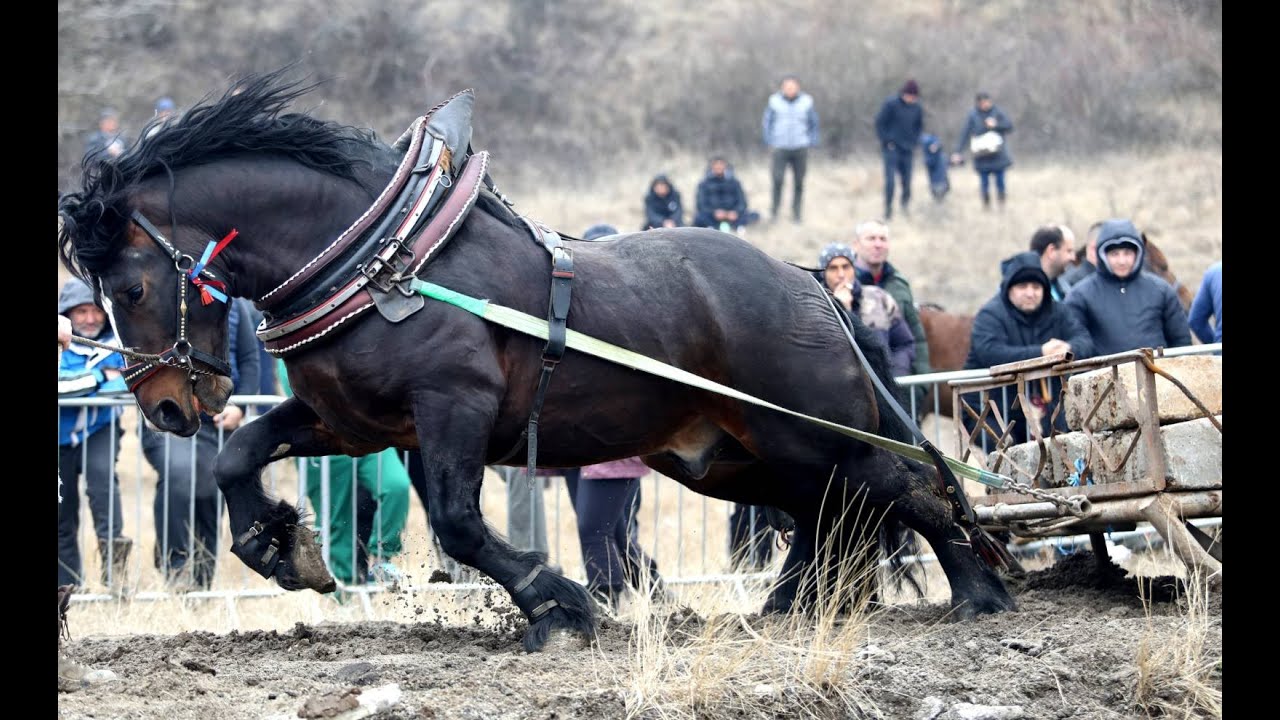 Празника на коня в село Люлин, 04.03. 2023 The festival of the horse in the village of Lyulin