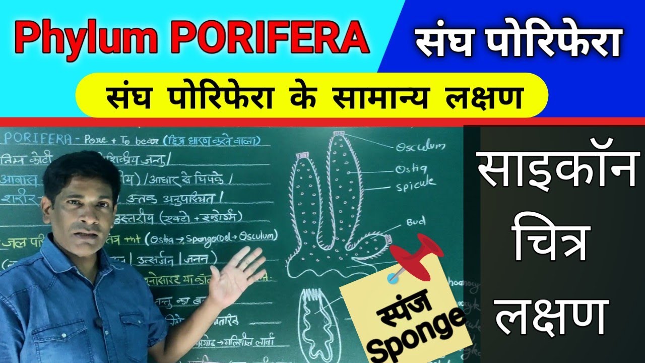 PHYLUM PORIFERA. SPONGE संघ- पोरिफेरा । स्पंज।। साइकाॅन। PORIFERA ke general characteristics.