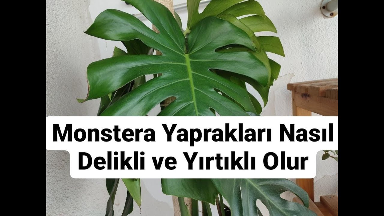 Deve Tabanı (Monstera) Bakımı, Çoğaltılması, Şekil Bozukluğu, Yaprakların Delikli Olması