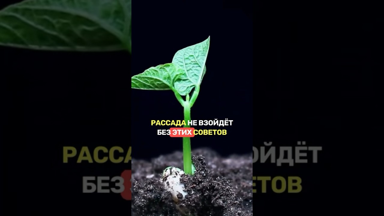 РАССАДА для &laquo;ЧАЙНИКОВ&raquo; #сад #огород #дача