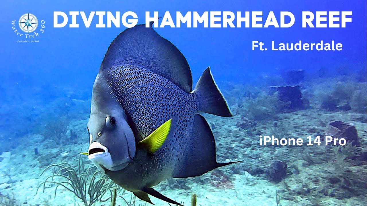 Hammerhead Reef - Great Drift Dive - Fort Lauderdale