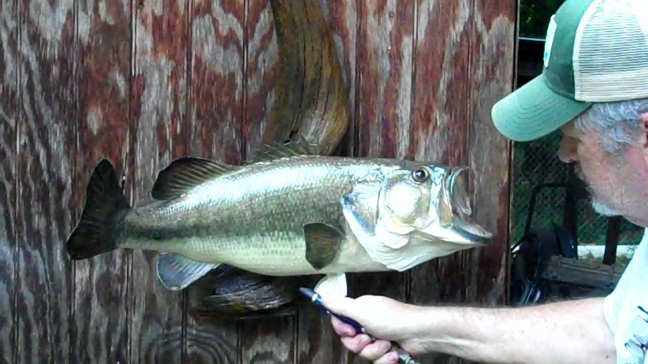 Cleaning up some dusty fish mounts  ( Not a Tutorial)  Just the way I do it.