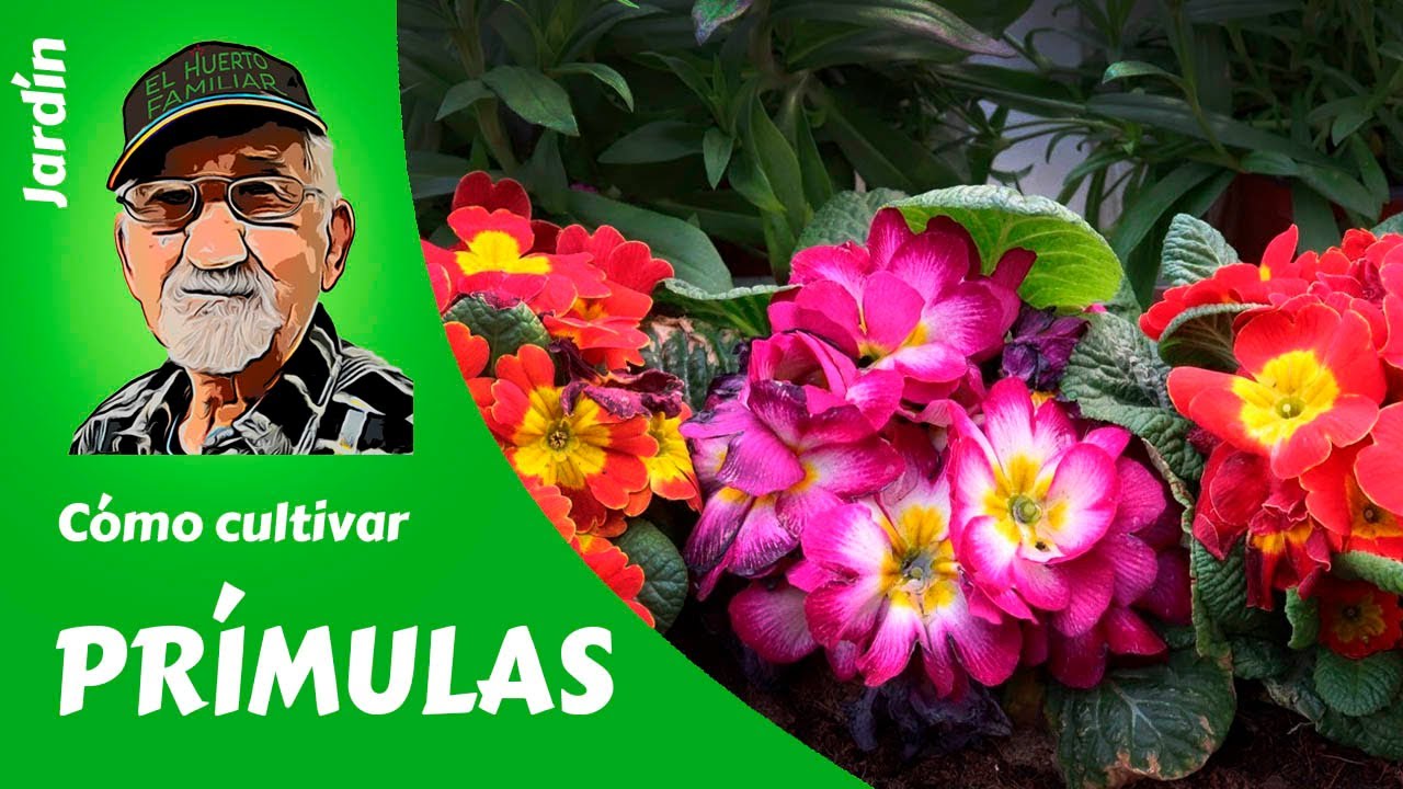 𝗣𝗥Í𝗠𝗨𝗟𝗔𝗦: cómo cultivar prímulas paso a paso. Guía completa