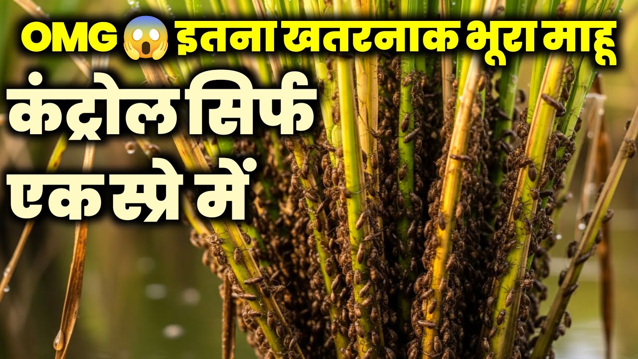 BPH की सबसे ताकतवर दवा | भूरा माहू का जड़ से सफाया | सबसे शक्तिशाली भूरा माहू की दवाई |