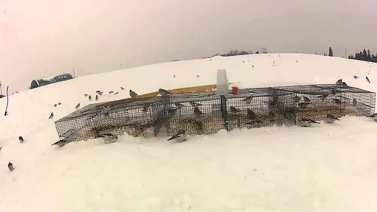 Flock of Snow Buntings in York Region