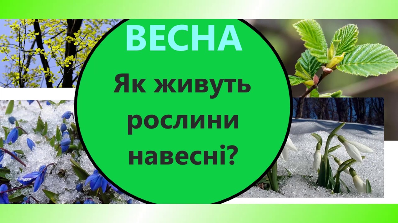 Як живуть рослини навесні? Як упізнати весну? ВЕСНА