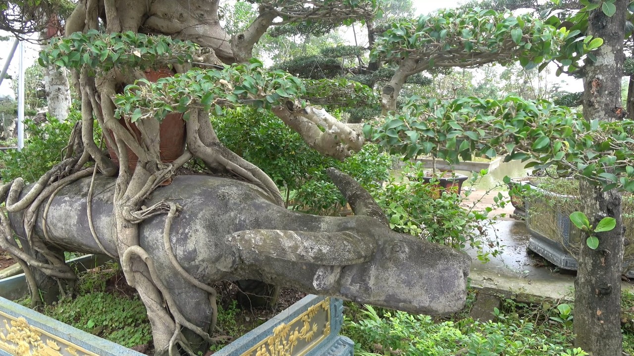 Bonsai Cây Cảnh Kiều Chín 2026
