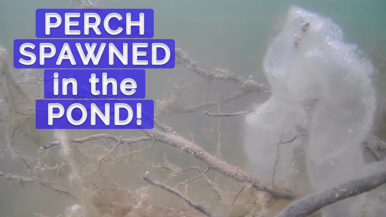 PERCH SPAWN in the Pond - Aqua Vu HD7i Gen 2 Underwater Camera View of Yellow Perch Egg Ribbons