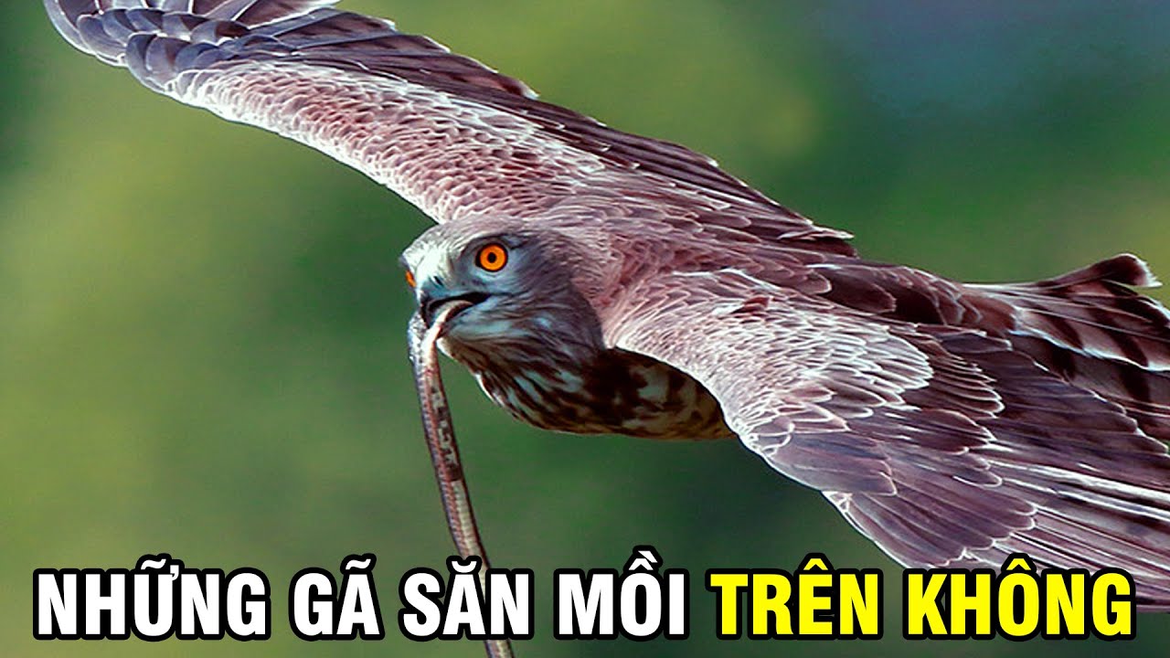 Cư Dân Hoang Dã Của Bầu Trời [REPLAY] | Khám Phá Thế Giới Động Vật Hoang Dã