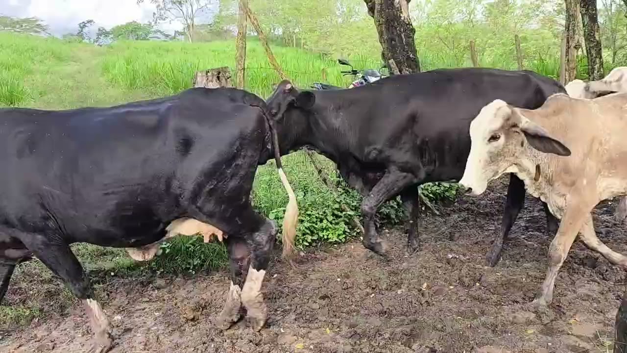 Contando el ganado 
