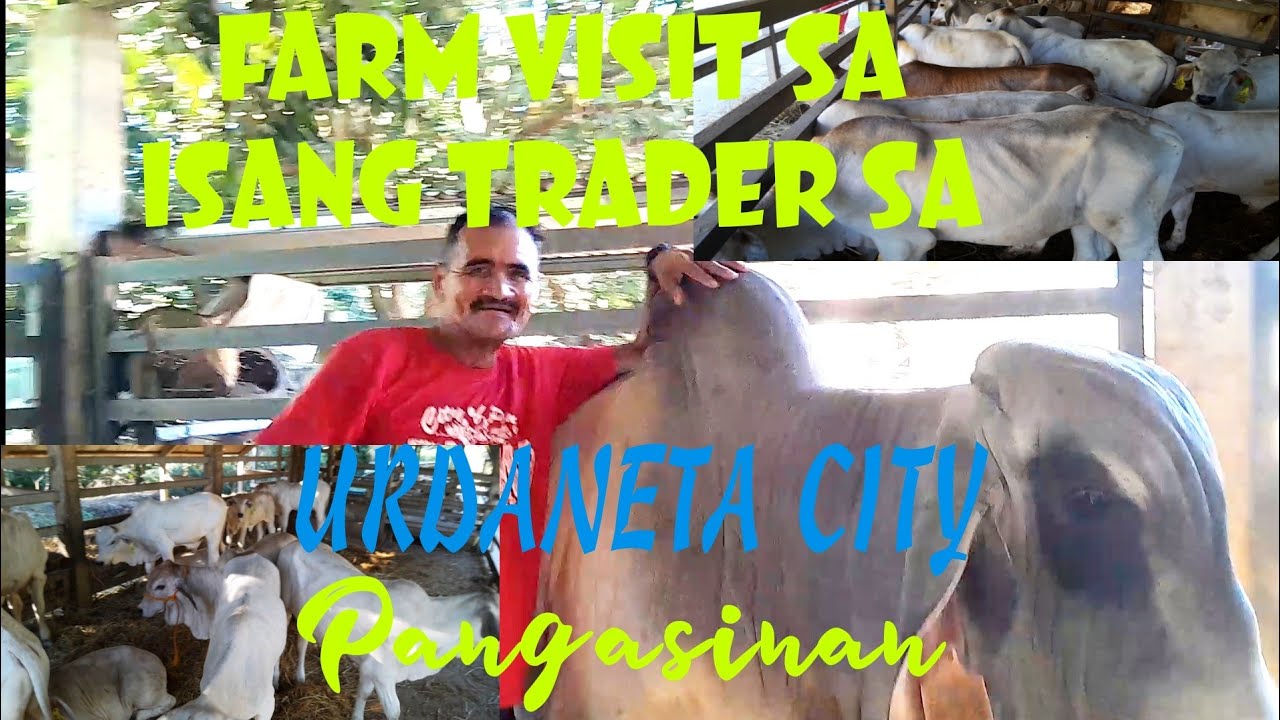 FARM VISIT SA ISANG CATTLE RAISER SA URDANETA   PANGASINAN #livestockmarket #marketday #palengkeday