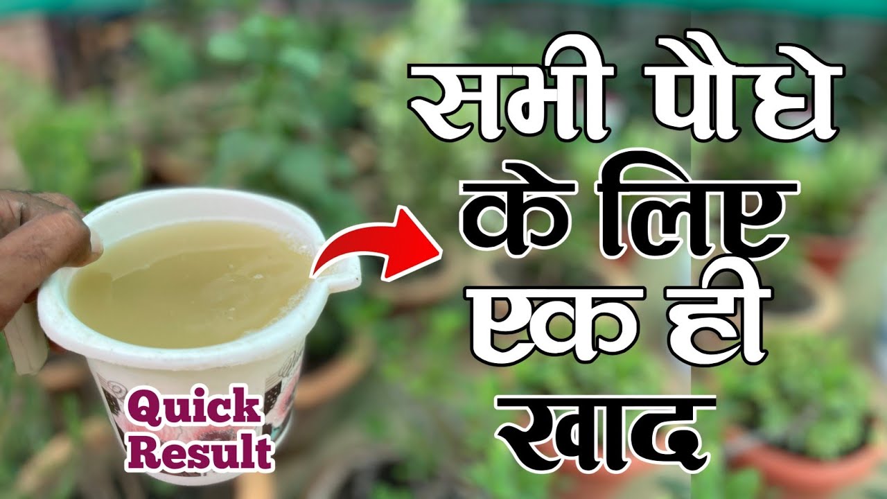 सभी पौधे के लिए पोषक तत्व से परिपूर्ण लिक्विड खाद का प्रयोग करें || जैविक खाद || देसी खाद