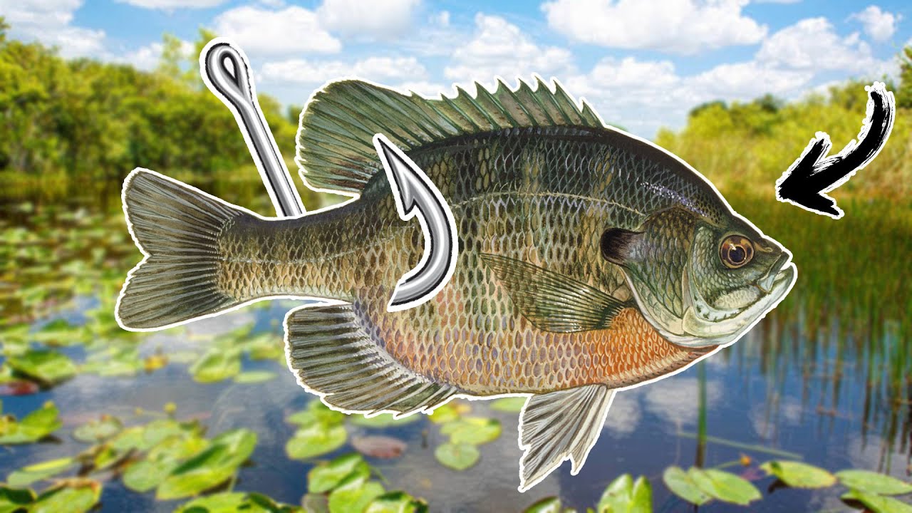 Fishing For BIG Everglades Bass!! (Catching Our Own Bait)