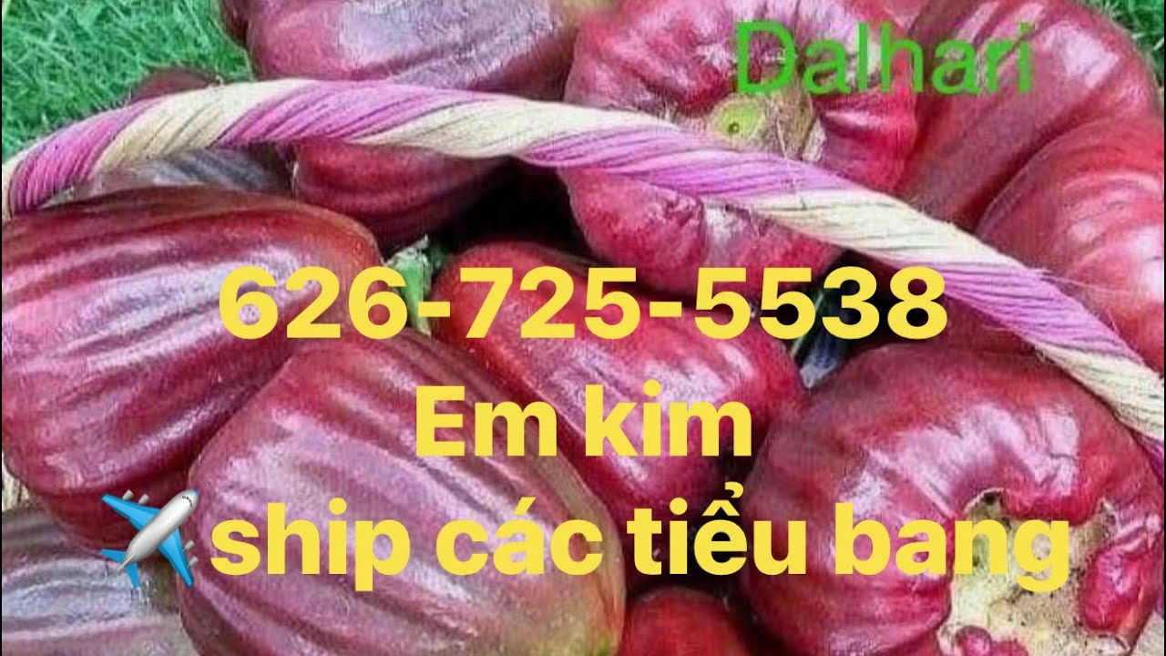Em tiếp tục sale cây , các loại mận quý hiếm của Indonesia, cây đẹp,giá bao rẻ nhất nước Mỹ 
