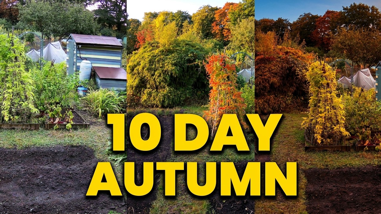 COME TOGETHER - The Allotments Poetic Autumnal  Symphony.