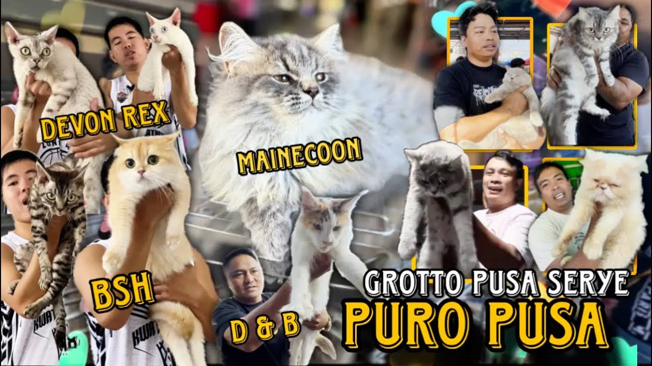 PURO PUSA MAKIKITA NGAYON SA GROTTO PET MARKET/ FEBRUARY 22 2026/ GROTTO PUSA SERYE