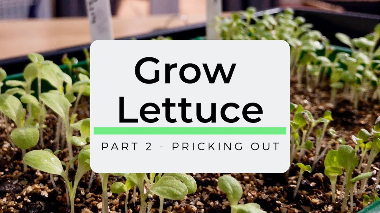 How to Grow Picking Lettuce  - Part 2 - Pricking Out Lettuce Seedlings