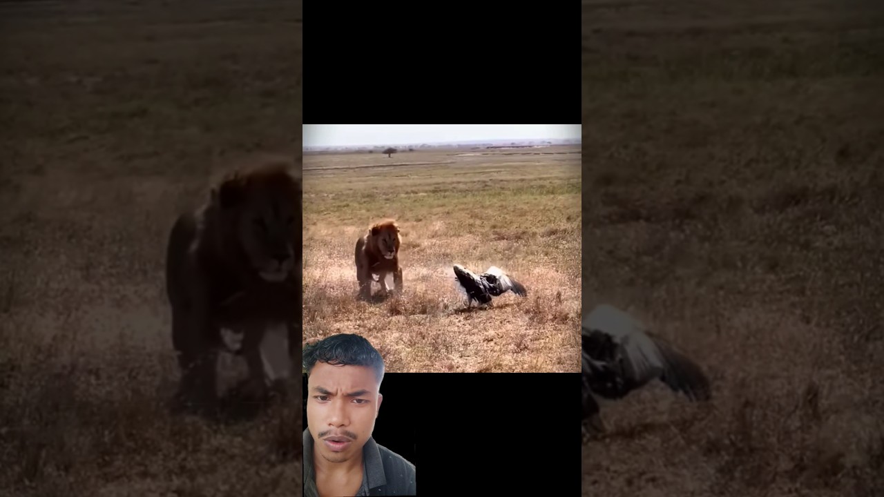 Lion vs Vulture #trending #animals #lion #vultures #wildlife #shorts