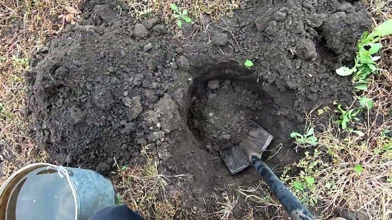 Сажаю виноград РАТАТУЙ, а вокруг 