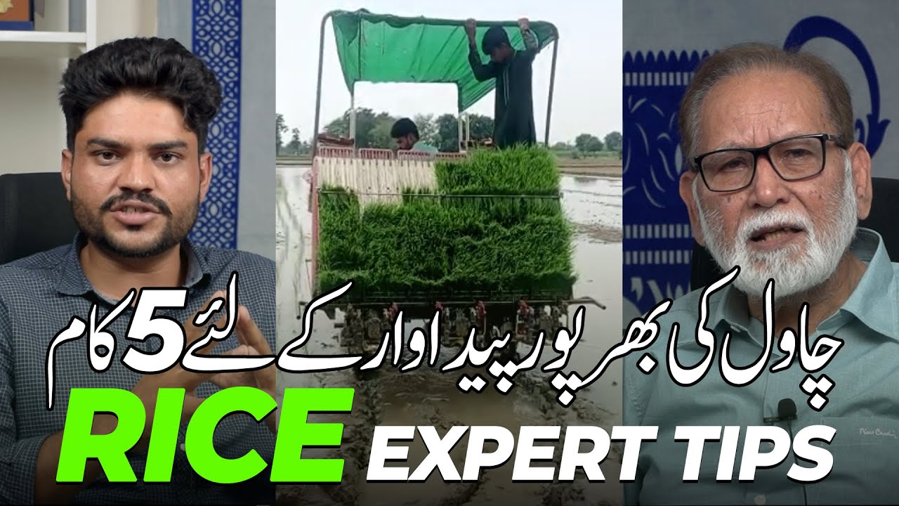 Mastering Rice Cultivation: Expert Tips and Mistakes to Avoid ft. Mr. Asif Sandhu
