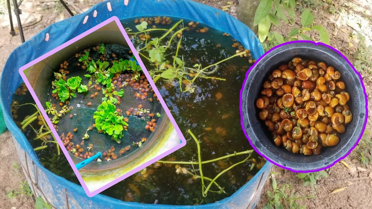 តើក្នុងអាង1ការេអាចប្រមូលផលខ្យងបានប៉ុន្មានគីឡូ?