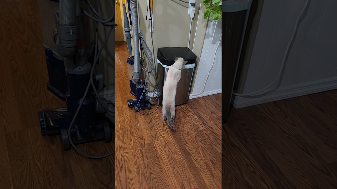 Fabulous Kitten Update!