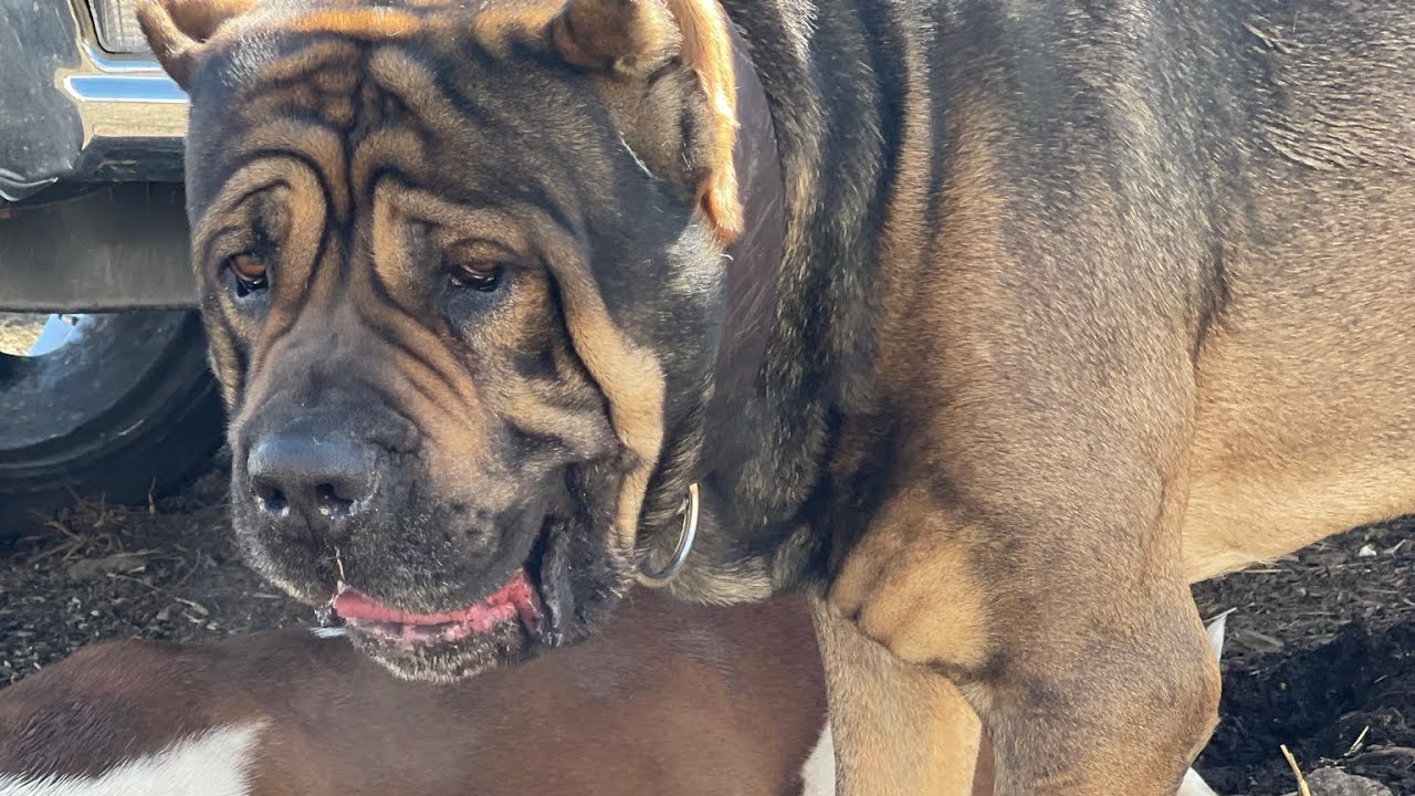 TRI CITY CANE CORSOS… :DAY IN THE LIFE OF 👑🎨=🐶💩 #canecorso #canecorsolovers #youtube #youtuber