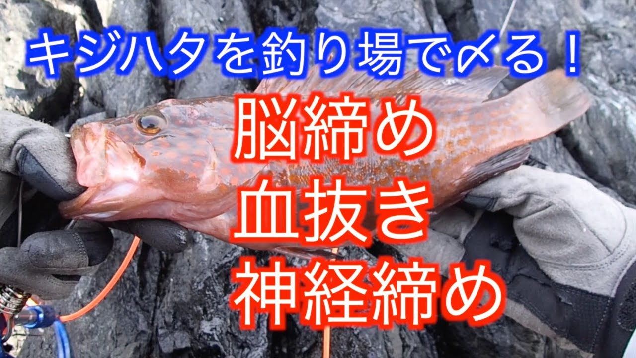 釣り場での魚の締め方「脳締め&rarr;血抜き&rarr;神経締め」まで。（キジハタ編）Grouper Ikejime