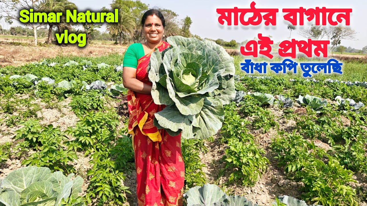 #simarvlogs ধান সেদ্ধ করে আলু বাগানে জল দিতে গেলাম। আলু বাগান থেকে প্রথম বাঁধাকপি তুললাম#