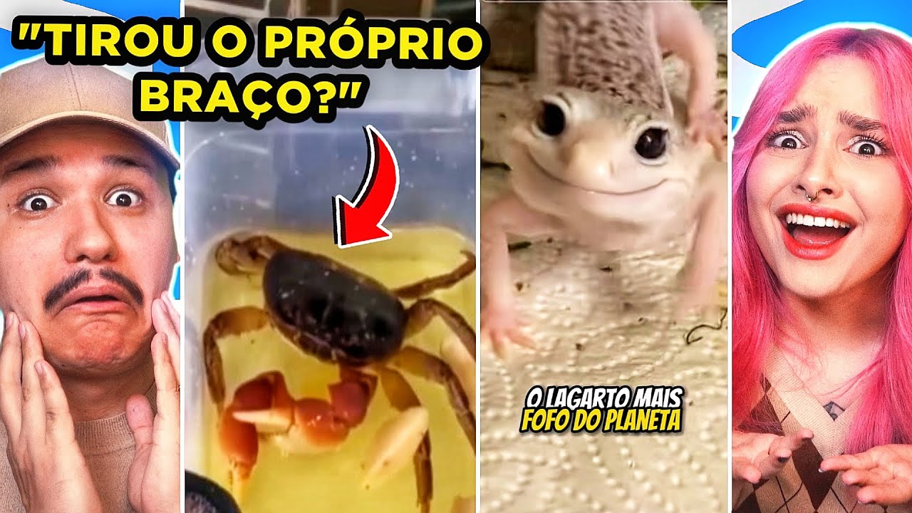 BIZARRO! Curiosidades Curiosas impressionantes do reino ANIMAL!