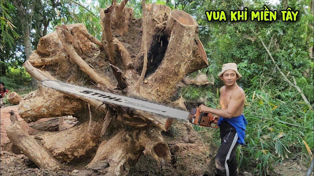 Chấn động! Chủ Cây Thưởng Nóng 10 Củ Nếu Vua Khỉ Cưa Được Bốn Cây Còng Siêu Khủng Ở Vị Trí Siêu Khó