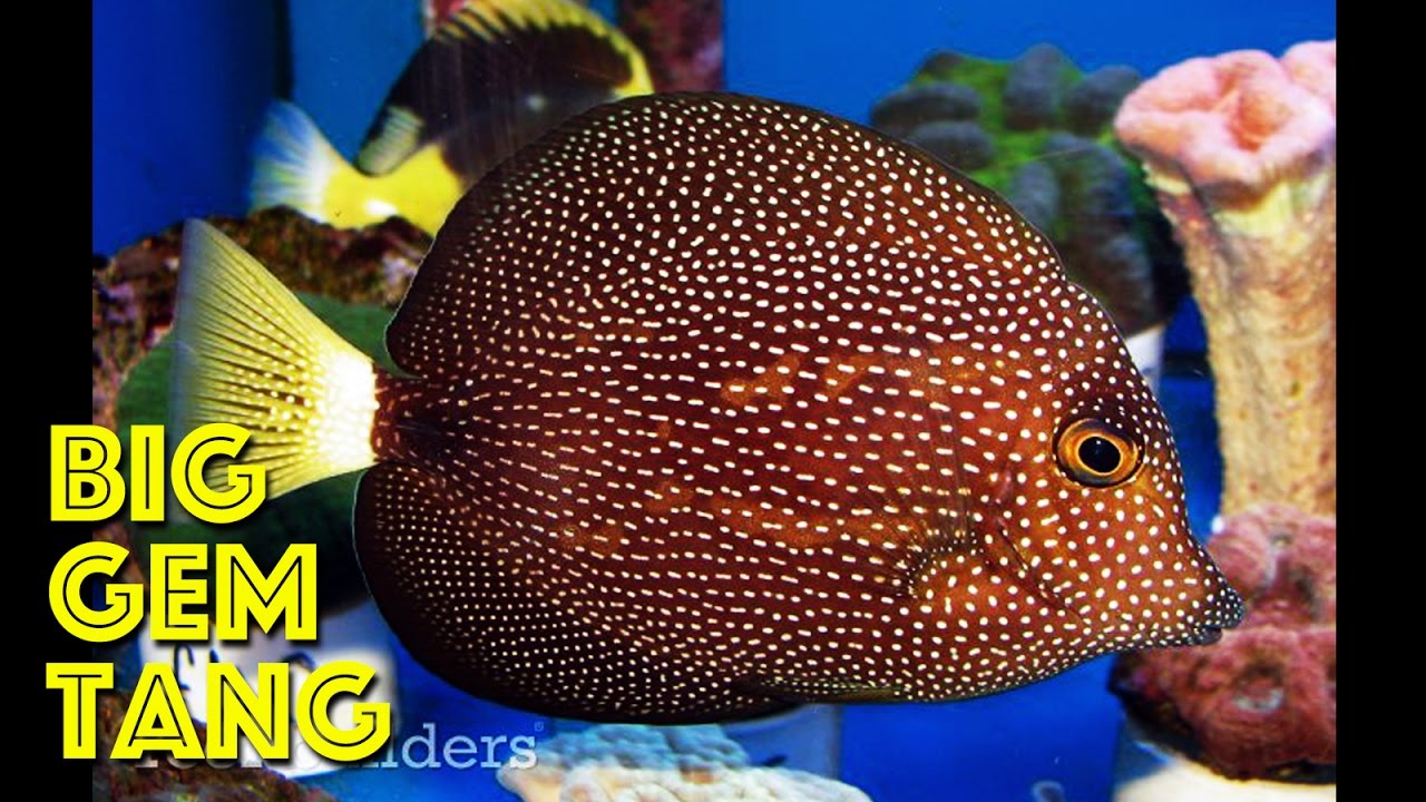 Big Gem Tang