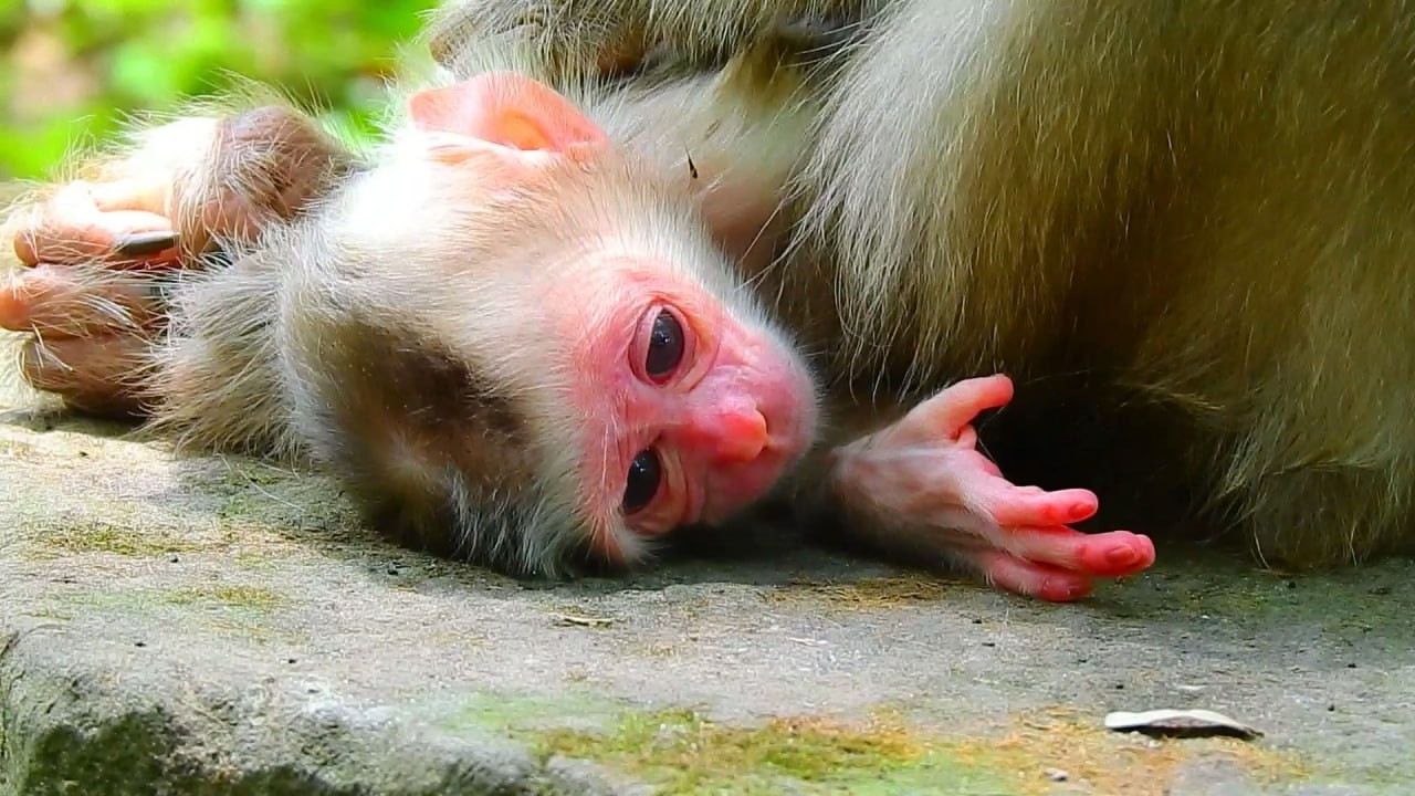Amazing! A monkey gives birth to a new baby, which looks so interesting.