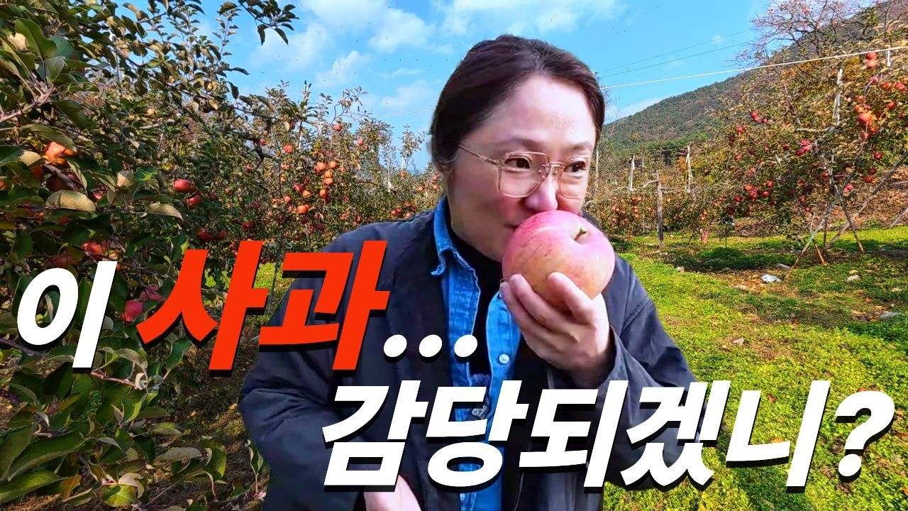 현숙의 수확행! 백화점에서 다 사간다는 얼음골 꿀사과 따기 🍎 아빠의 텃밭 Vibe🥬