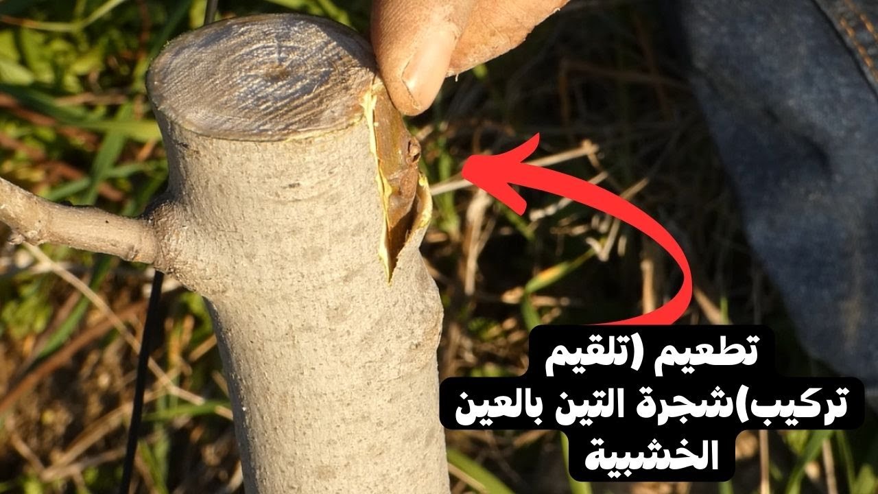 تطعيم (تلقيم تركيب)شجرة التين بالعين الخشبية.fig grafting