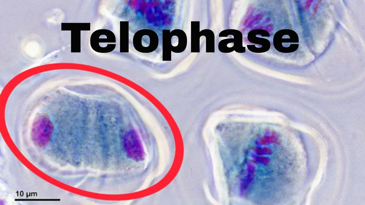 Telophase