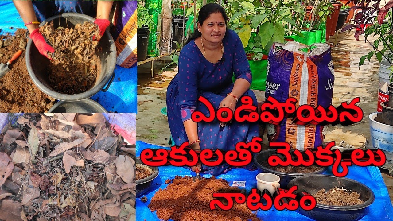 planting plants 🌱 with dry leaves ||ఎండిపోయిన ఆకులతో మొక్కలు నాటడం || dry leaves compost